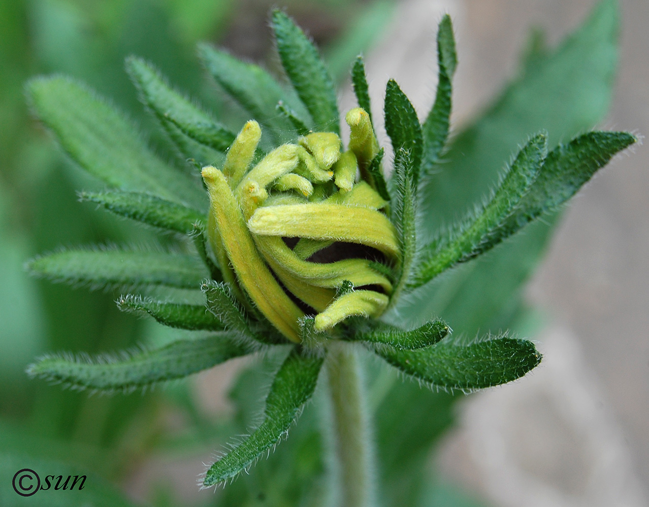 Image of Rudbeckia hirta specimen.