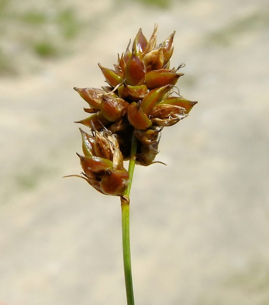 Изображение особи Carex duriuscula.