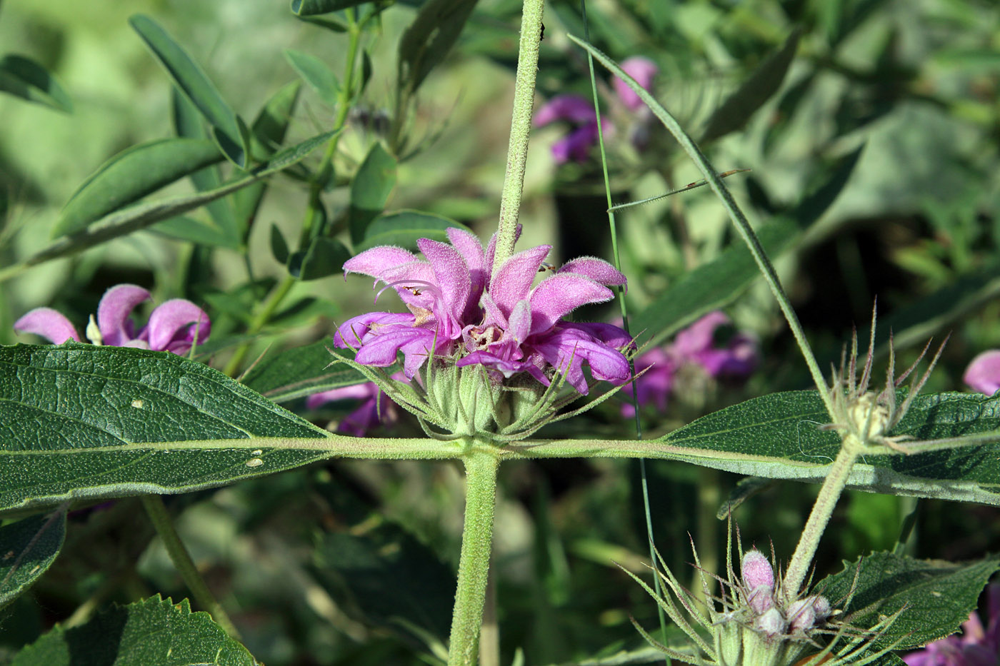 Изображение особи Phlomis regelii.