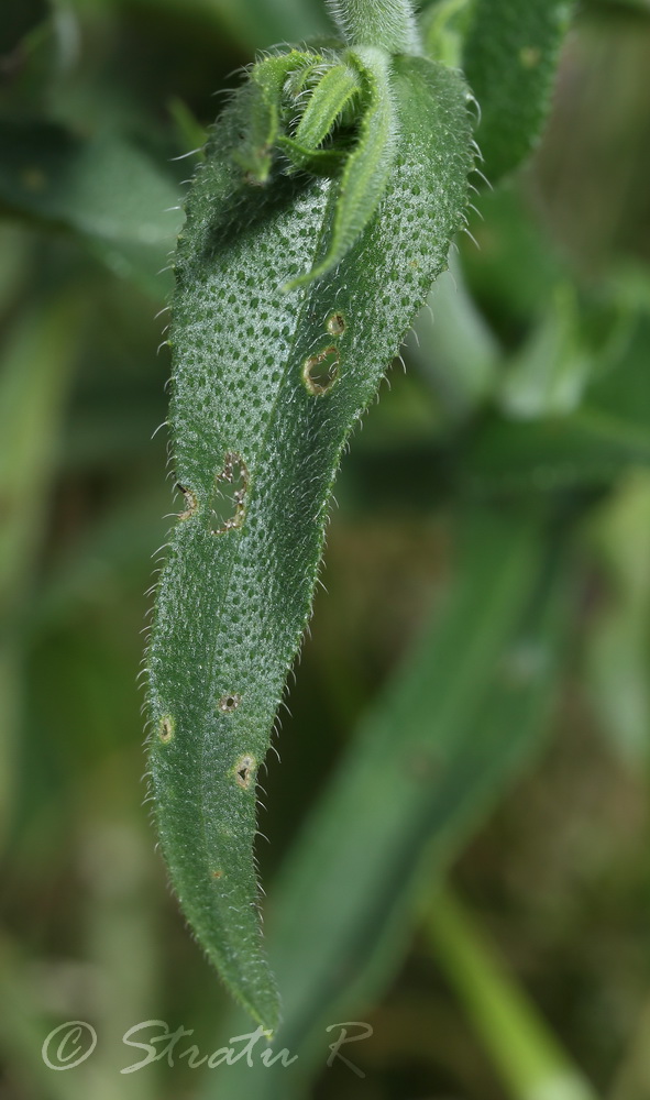 Изображение особи Anchusa procera.