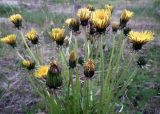 род Taraxacum. Цветоносы с соцветиями. Кольский п-ов, Восточный Мурман, Дальние Зеленцы. 19.07.2014.