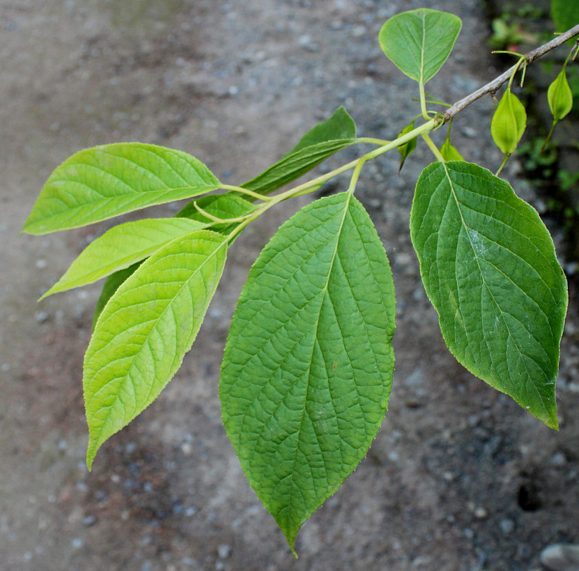 Изображение особи Halesia carolina.