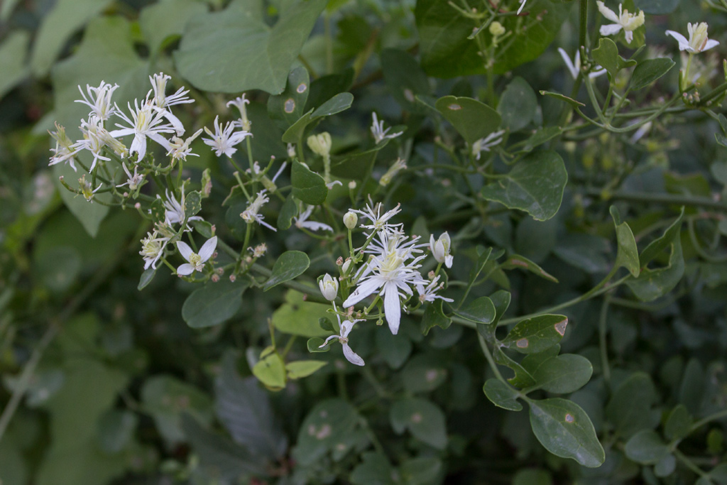 Изображение особи Clematis flammula.