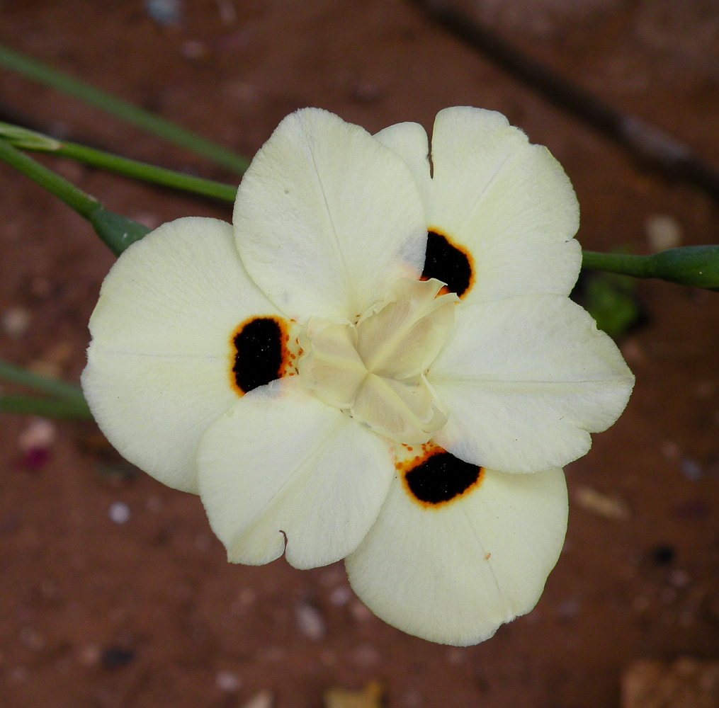 Image of Dietes bicolor specimen.