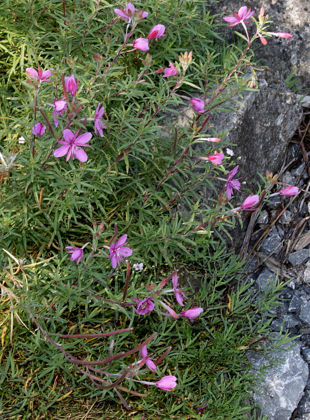 Image of Chamaenerion fleischeri specimen.