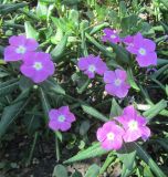 Catharanthus roseus