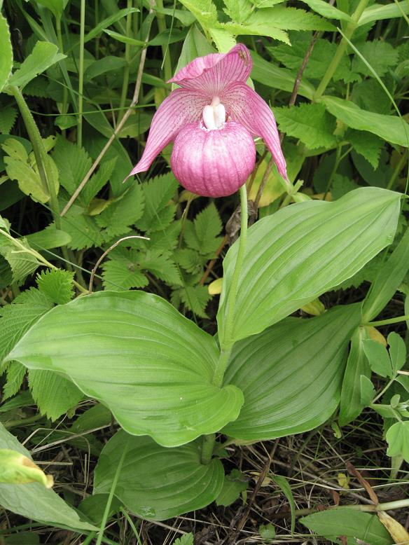 Image of Cypripedium macranthos specimen.