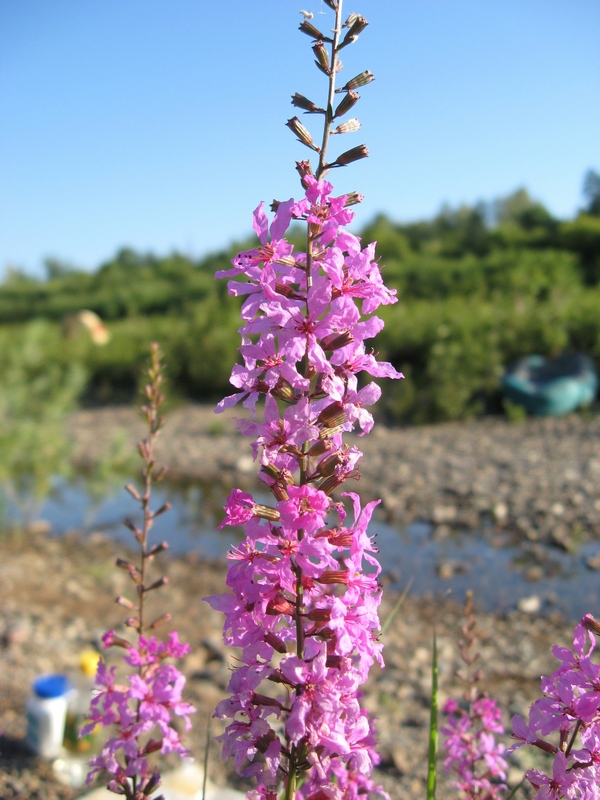 Image of Lythrum virgatum specimen.