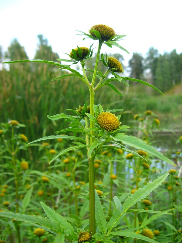 Image of Bidens radiata specimen.