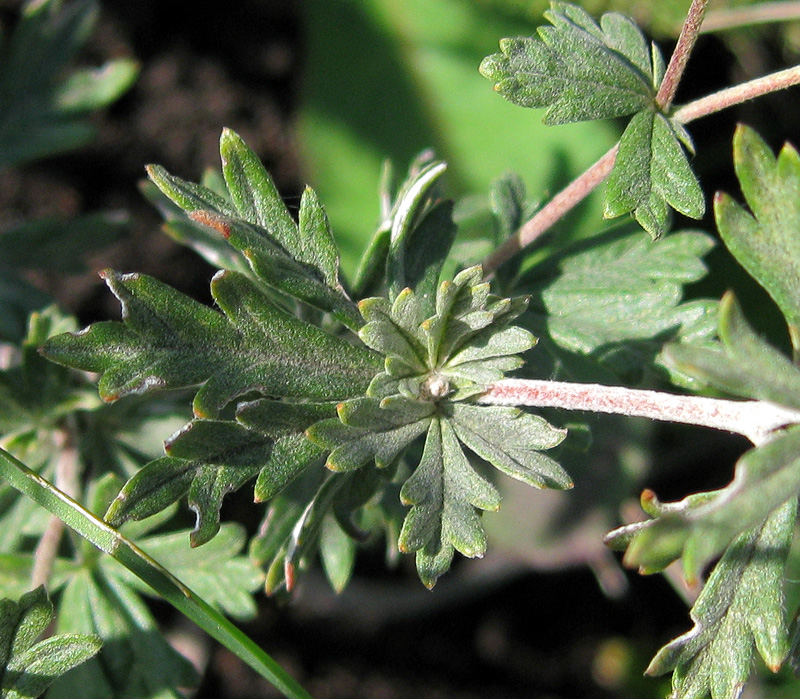 Изображение особи Potentilla argentea.