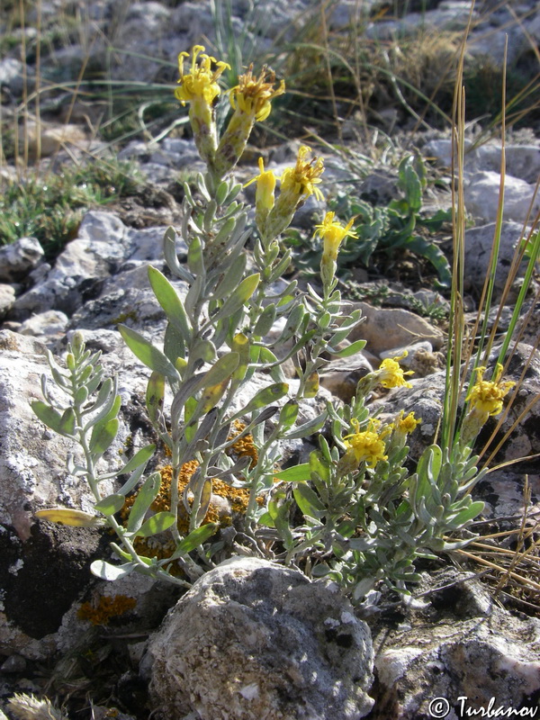 Image of Galatella villosa specimen.