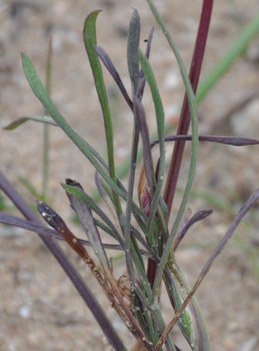 Image of Seseli arenarium specimen.