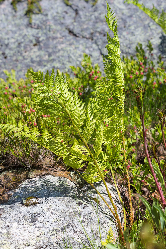 Image of Dryopteris assimilis specimen.