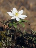 Anemone altaica