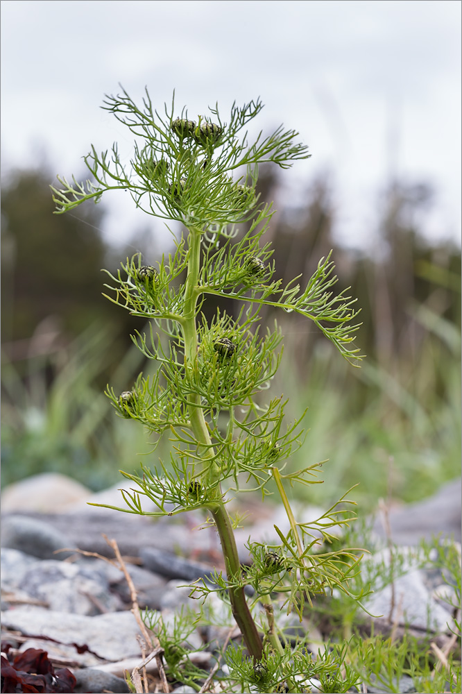 Image of Tripleurospermum subpolare specimen.