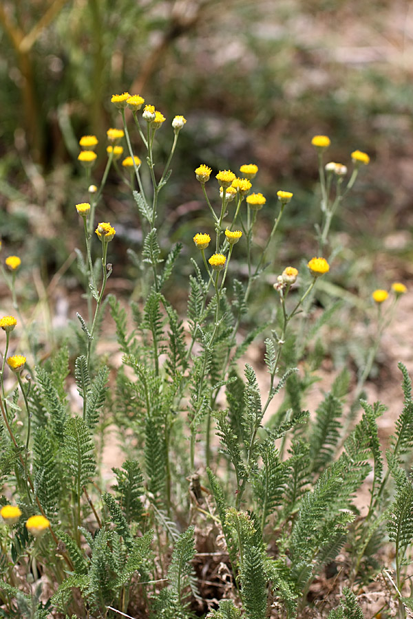 Изображение особи Tanacetum turlanicum.