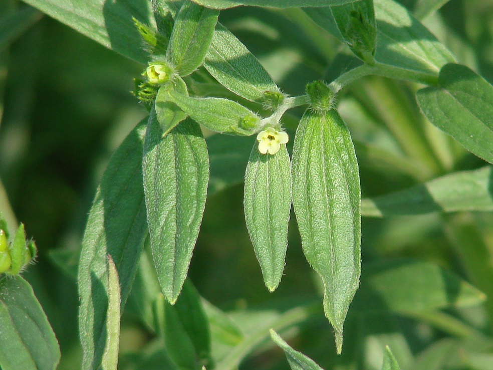 Image of Lithospermum officinale specimen.