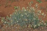 Astragalus ucrainicus. Цветущее растение. Западный Крым, южный берег оз. Кызыл-Яр. 24 мая 2015 г.