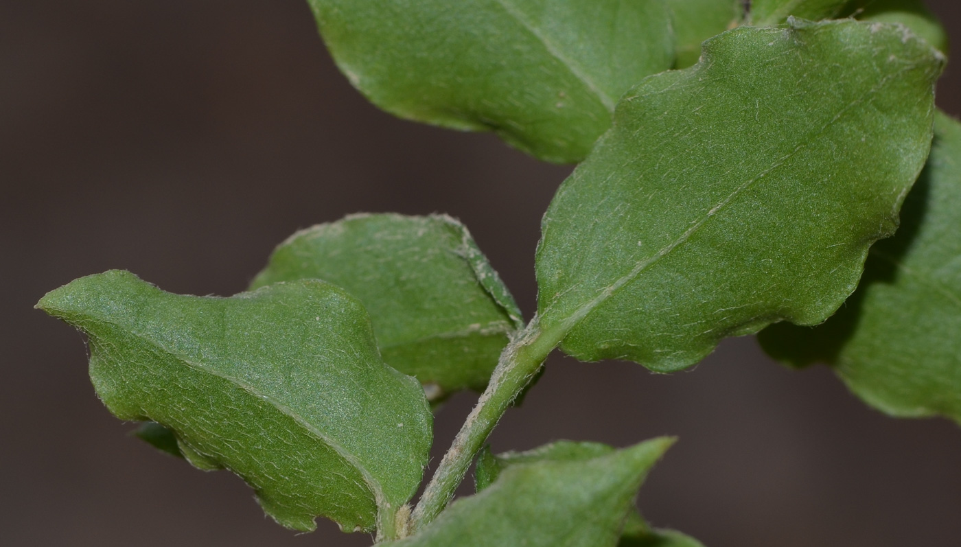 Image of Malpighia glabra specimen.