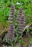 Ajuga orientalis