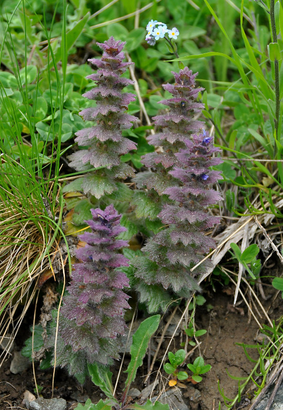 Image of Ajuga orientalis specimen.