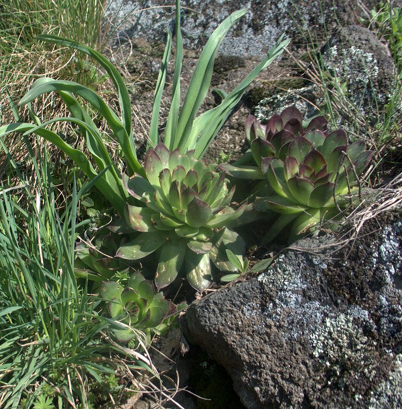 Image of Sempervivum tectorum specimen.