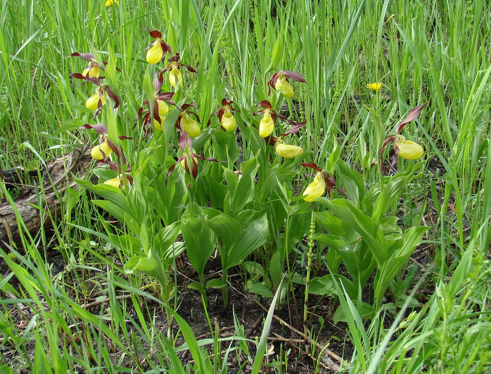 Image of Cypripedium calceolus specimen.