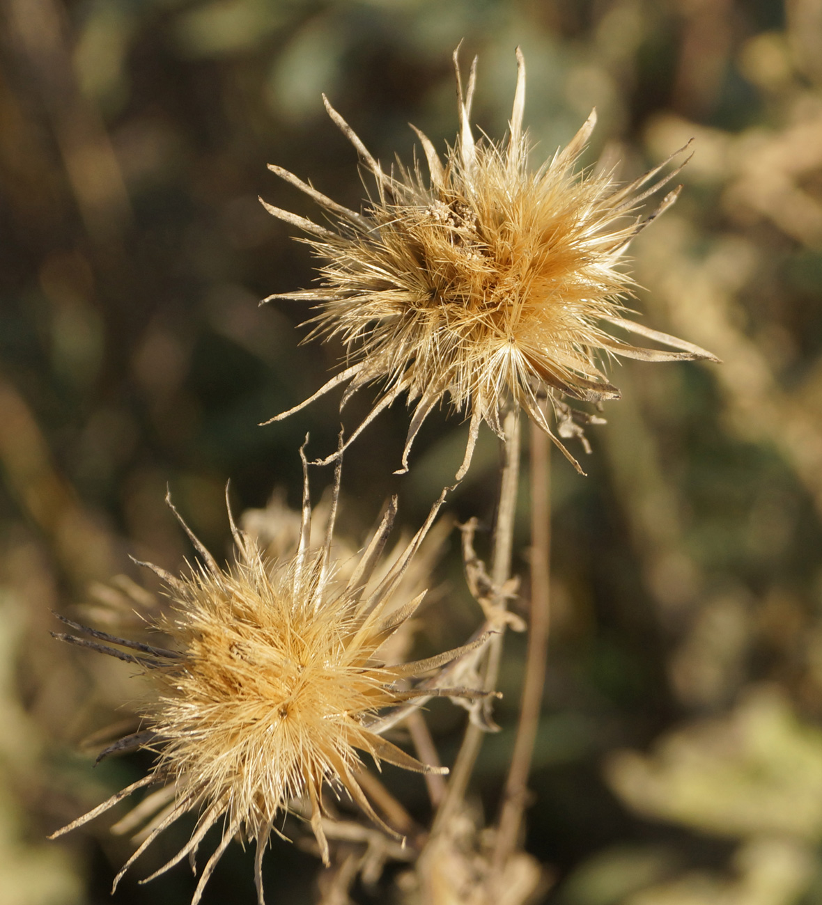 Изображение особи Serratula coronata.