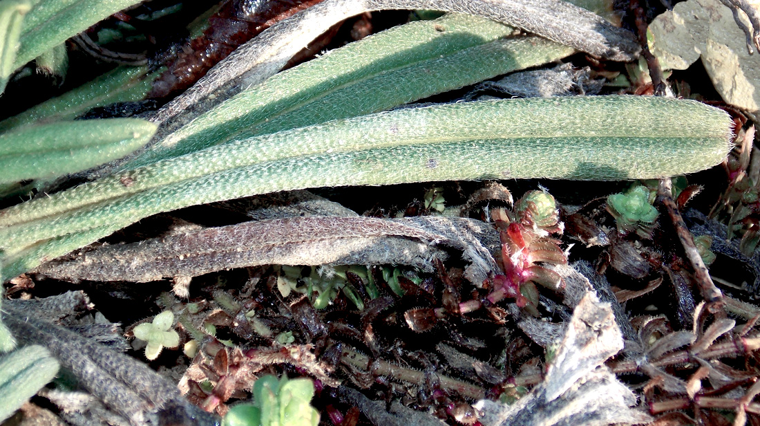 Image of Onosma taurica specimen.