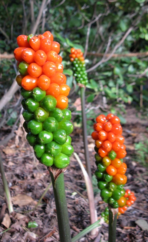 Image of Arum italicum ssp. albispathum specimen.