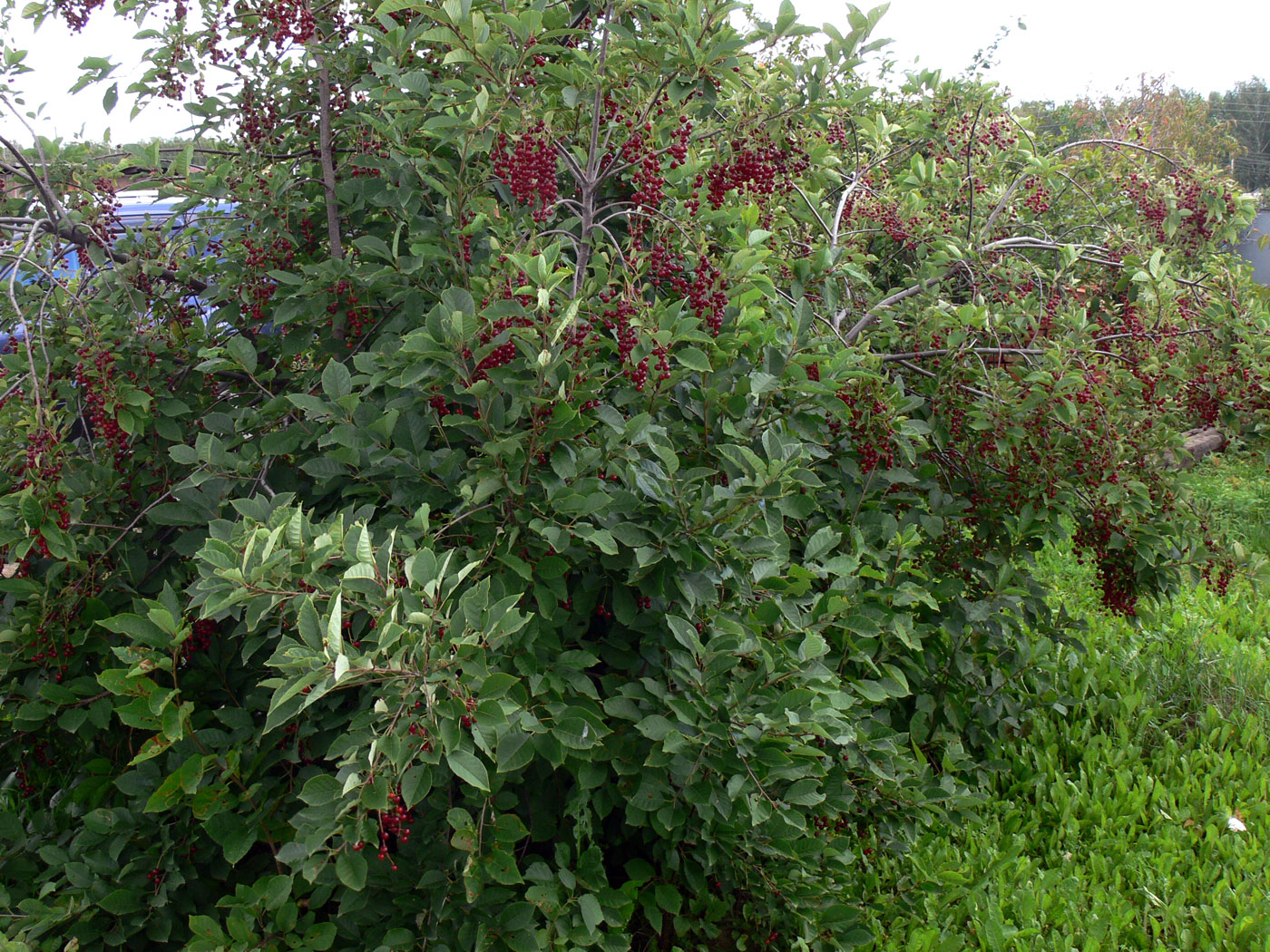 Image of Padus virginiana specimen.