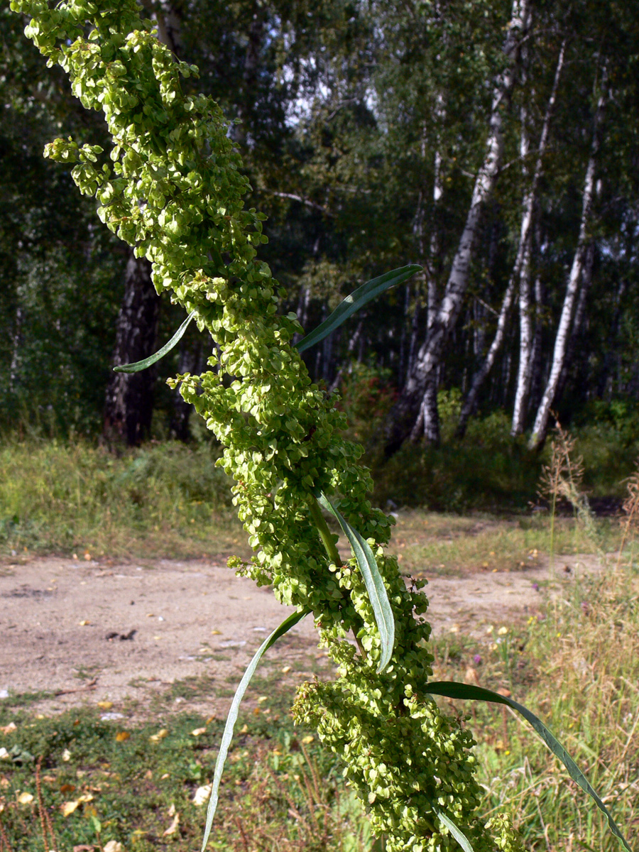 Изображение особи Rumex pseudonatronatus.