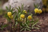 Fritillaria ophioglossifolia