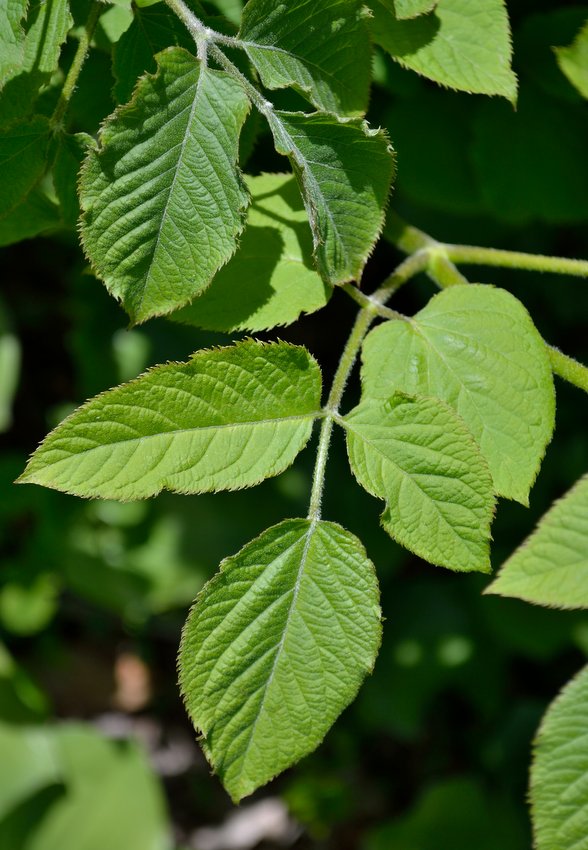 Изображение особи Aralia continentalis.