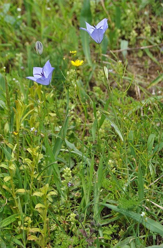 Image of Campanula beauverdiana specimen.