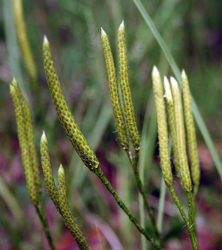 Image of Lycopodium clavatum specimen.