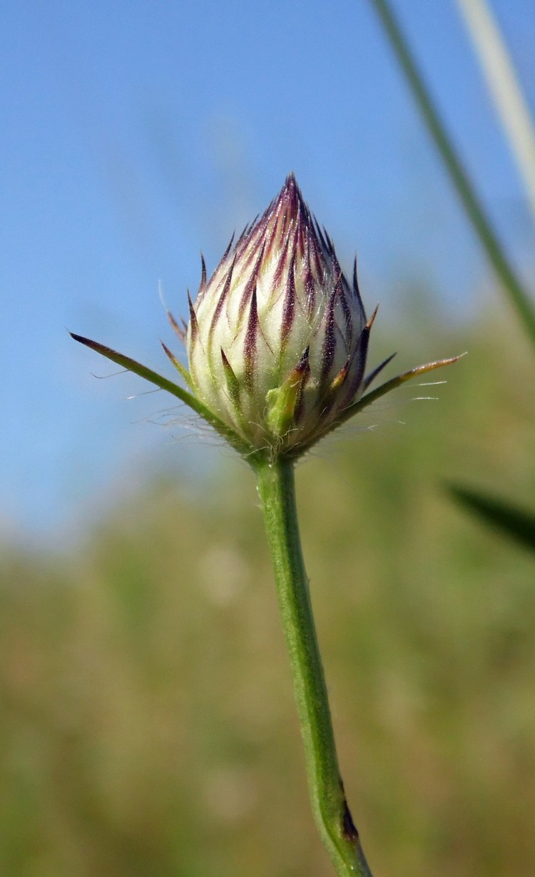 Image of Cephalaria transsylvanica specimen.