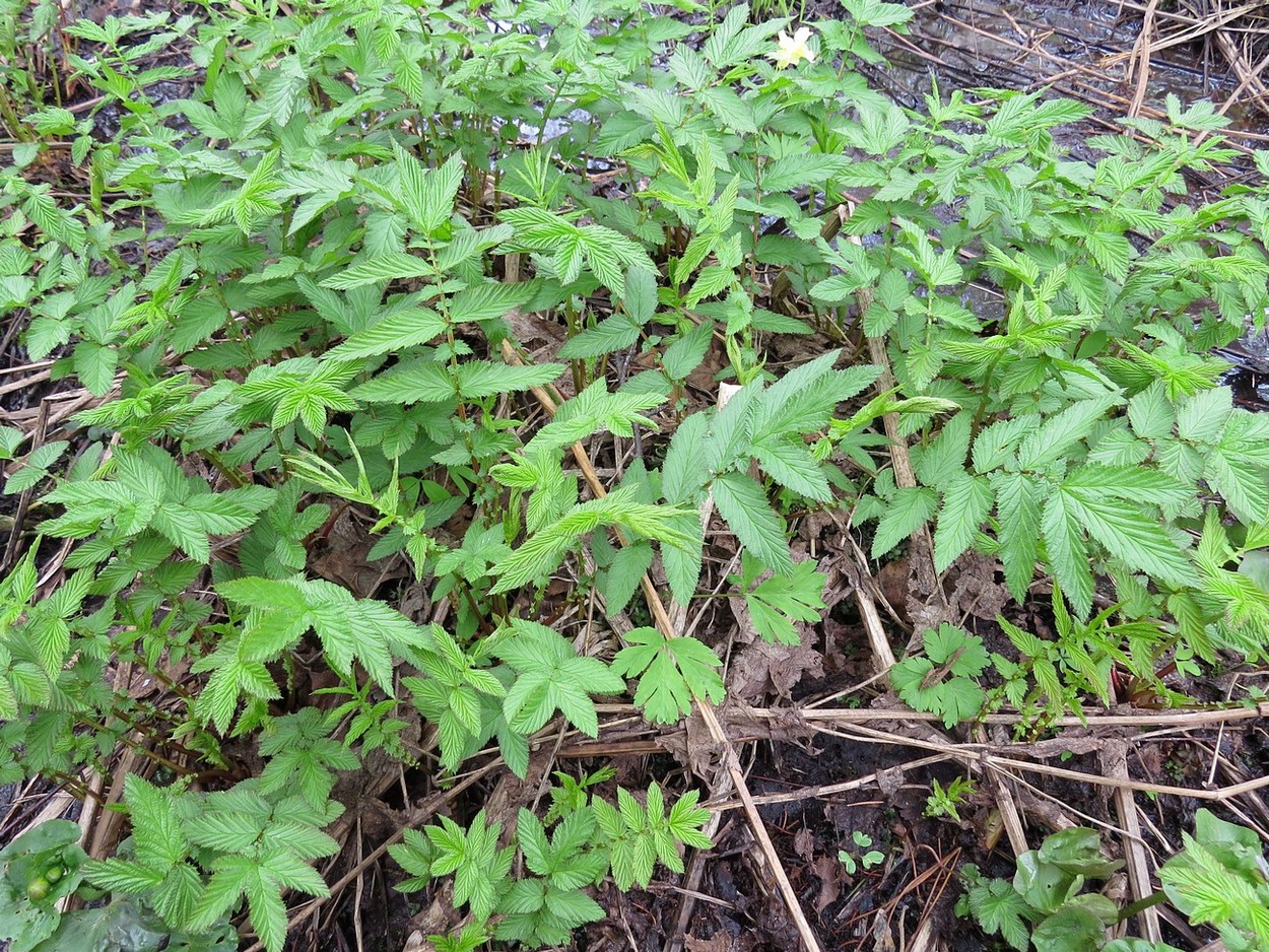 Изображение особи Filipendula ulmaria.