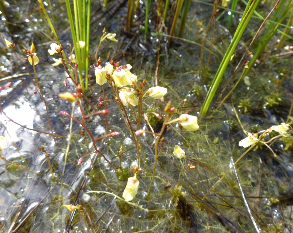 Изображение особи Utricularia minor.