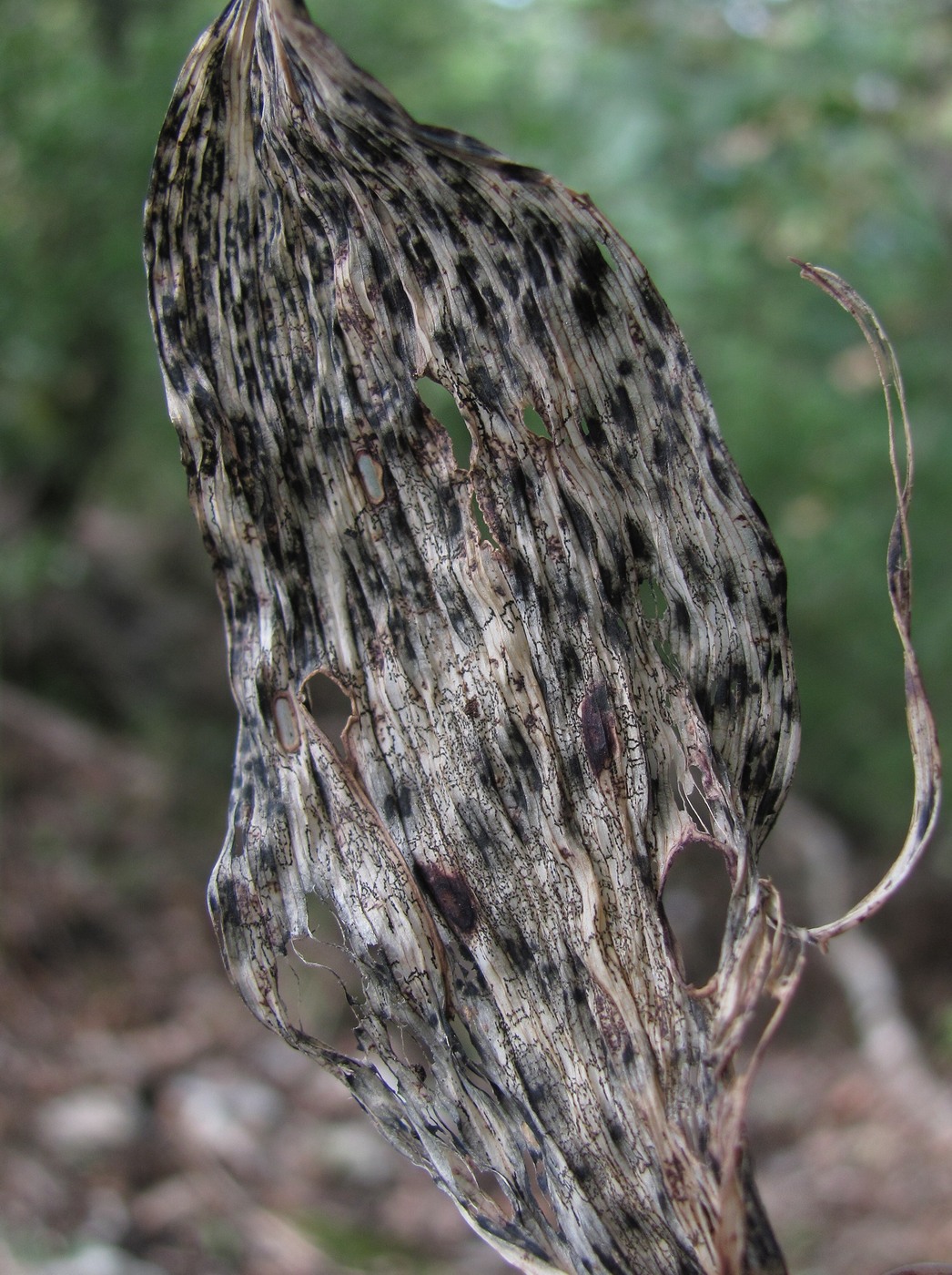 Image of Polygonatum glaberrimum specimen.