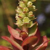 Orostachys malacophylla. Листья и нижняя часть соцветия. Приморский край, Уссурийский р-н, окр. с. Монакино, разнотравный луг на небольшой сопке. 20.09.2016.