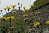 Crepis caucasica. Верхушки цветущих растений. Краснодарский край, Адлерский р-н, окр. пос. Красная Поляна, гора Аибга, пик Чёрная пирамида, ≈ 2000 м н.у.м., берег ручья. 19.09.2016.