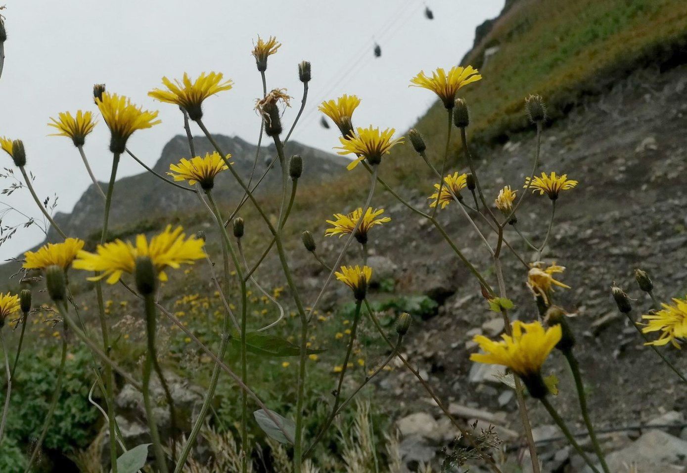 Изображение особи Crepis caucasica.