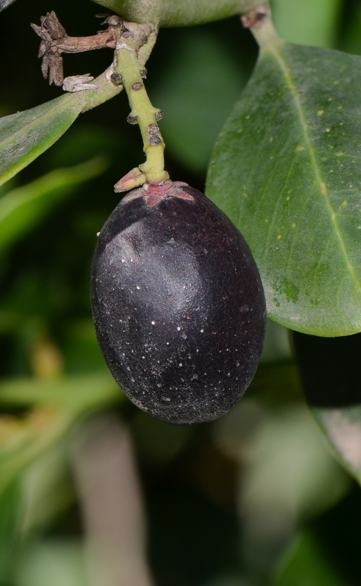 Image of Acokanthera oblongifolia specimen.