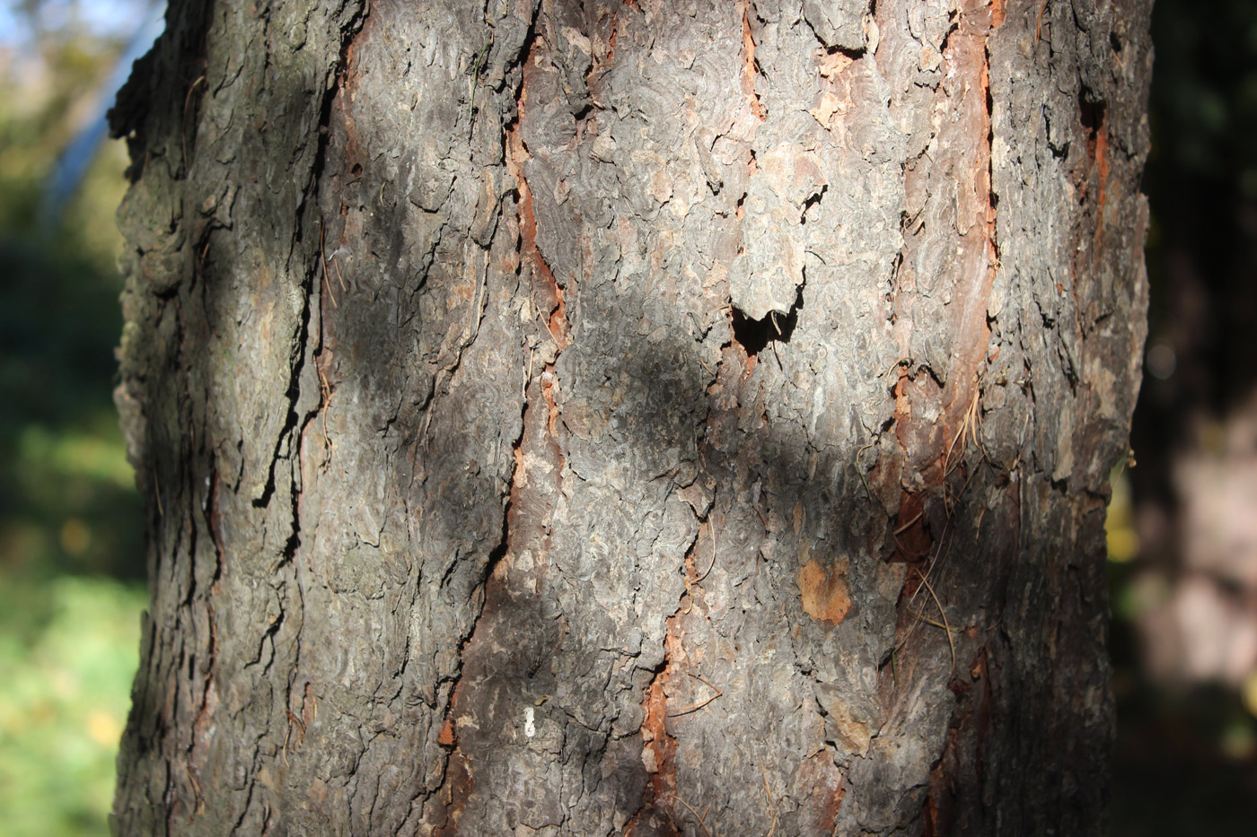 Image of Larix &times; lubarskii specimen.