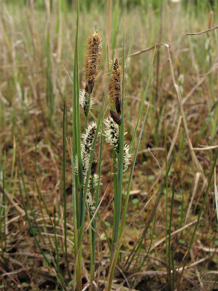 Image of Carex trinervis specimen.