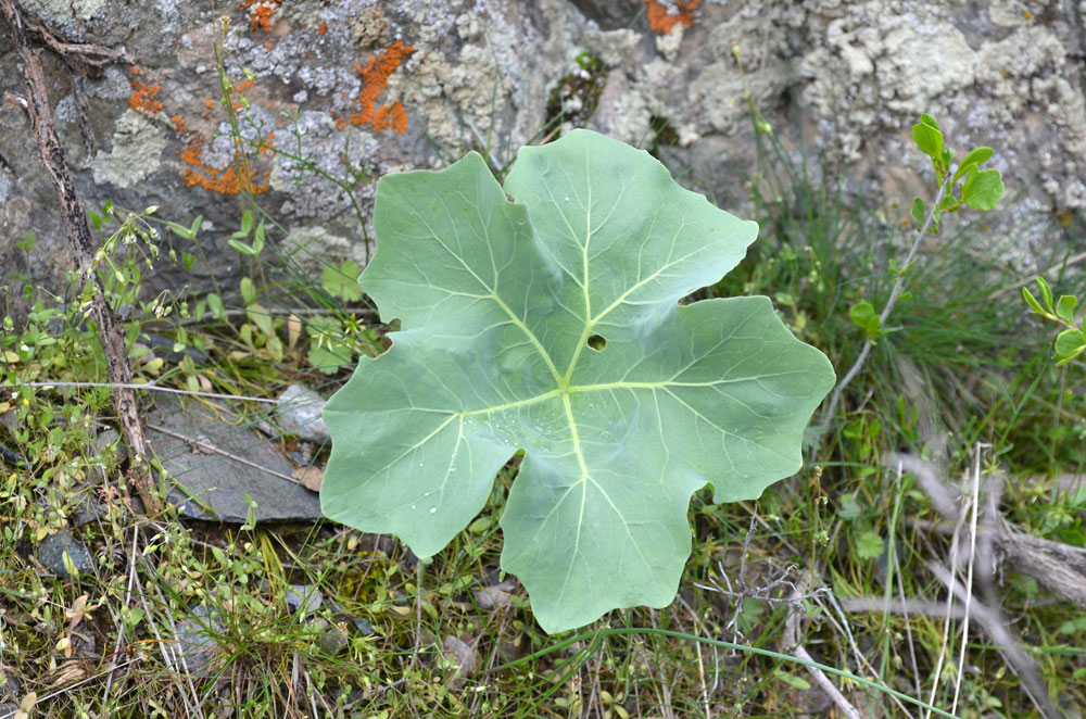 Image of Megacarpaea orbiculata specimen.