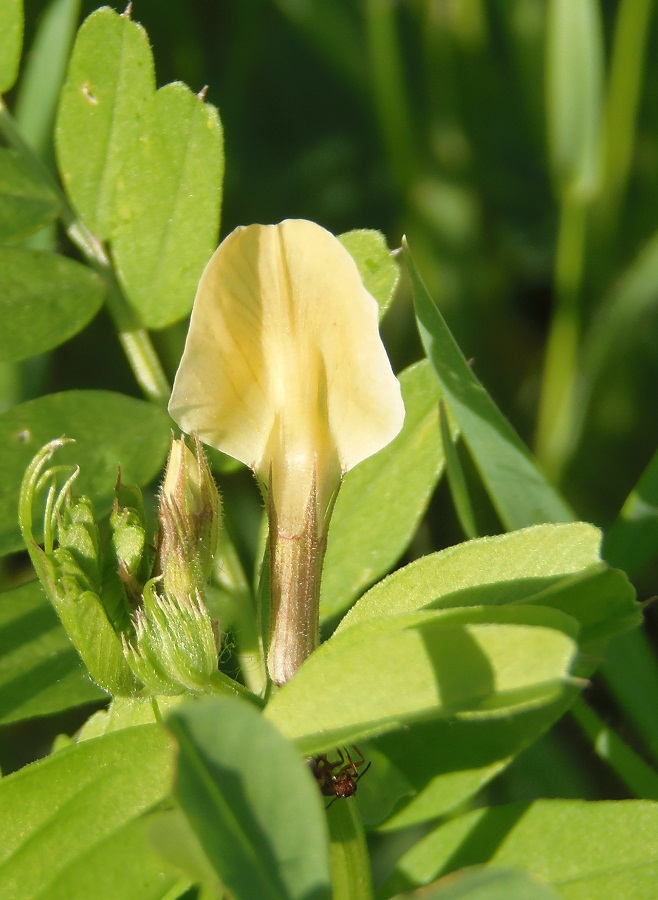 Image of Vicia grandiflora specimen.