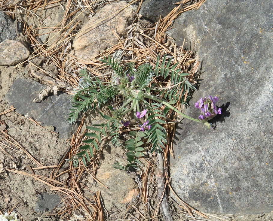 Image of Oxytropis strobilacea specimen.