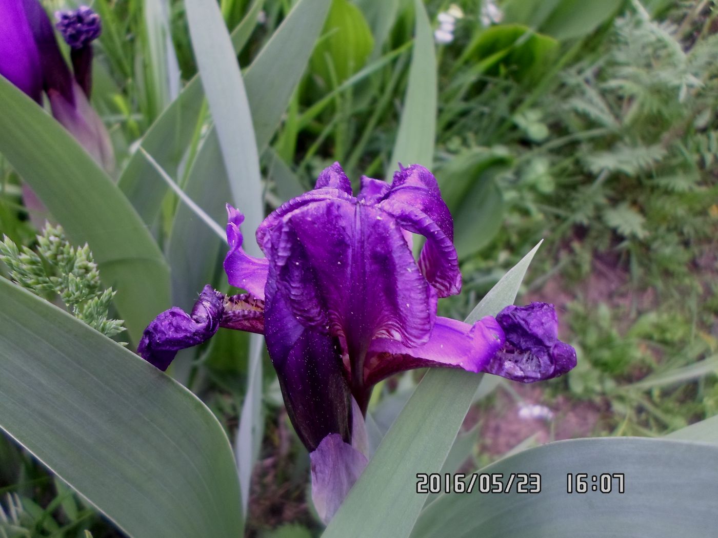 Image of Iris aphylla specimen.